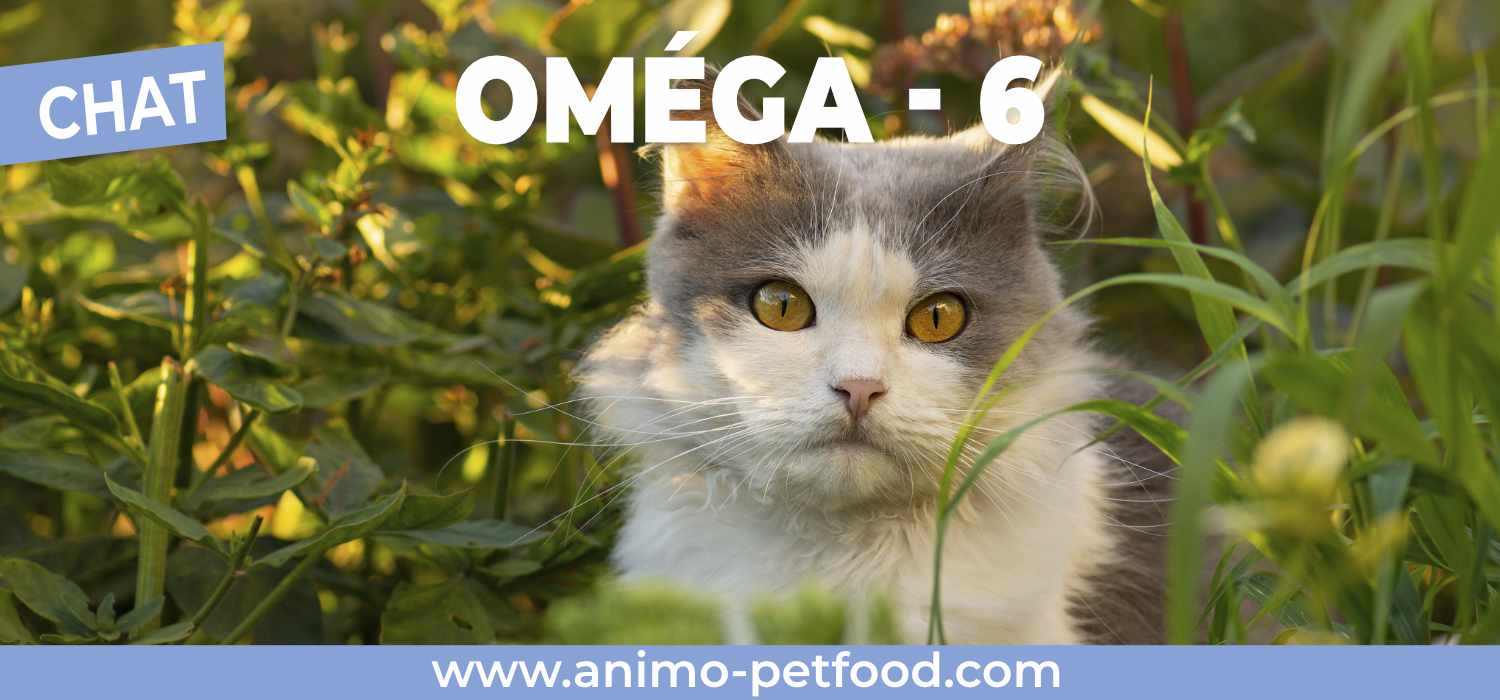 omega-6-pour-les-chats